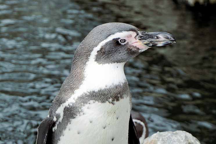 Il pinguino Dindim fa ottomila km ogni anno per vedere l'uomo che l'ha salvato