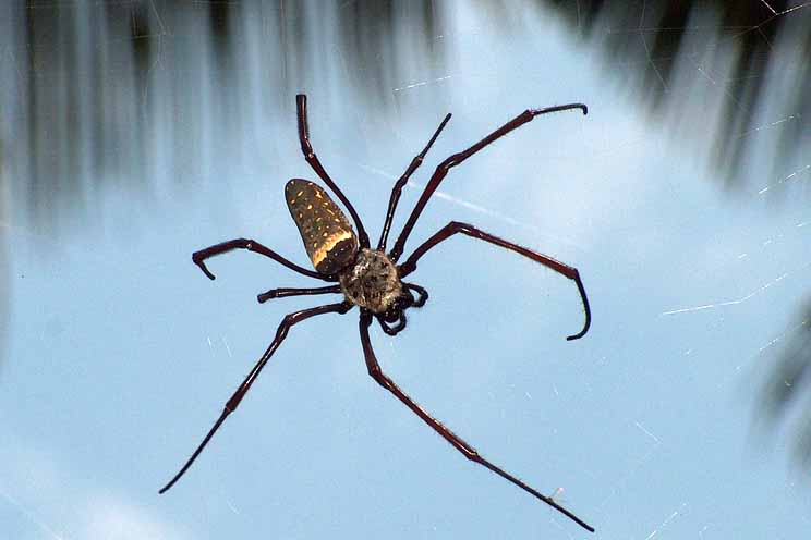 Nuovo ragno australiano chiamato Brian Greene