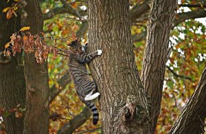 gatto su albero 