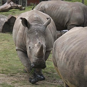 Rinoceronti dello zoo di Parigi (ap)