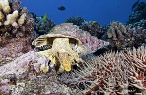 La stella vorace e il suo predatore, una grossa lumaca marina del genere Cheronia. Fotografia Oceanwide Images