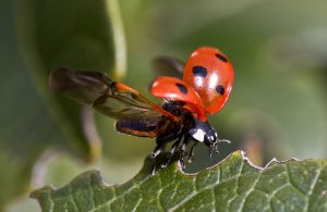ladybug-fly