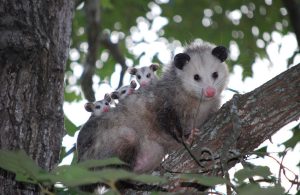 opossum-
