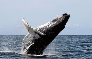 whale-