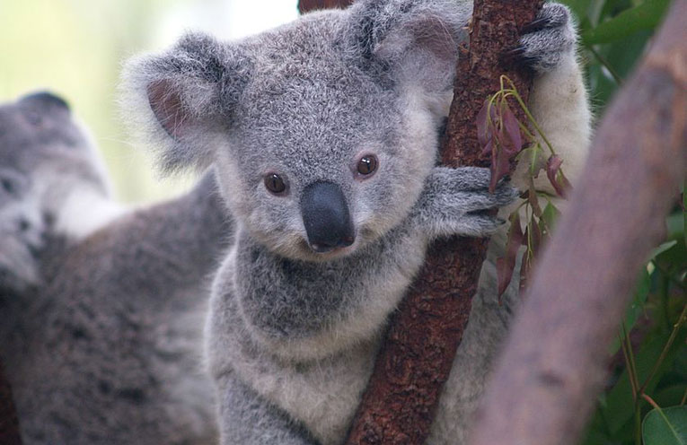 koala-