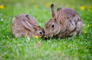 rabbit-