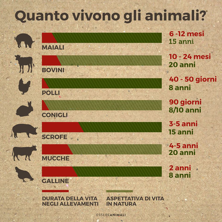 Quanto vivono gli animali?