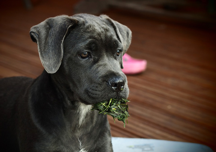 È giusta una dieta veg per il cane?