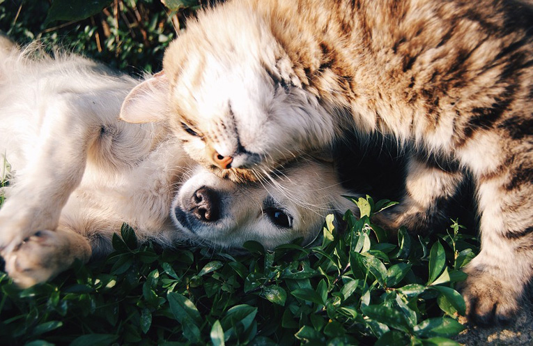 L'altruismo tra gli animali