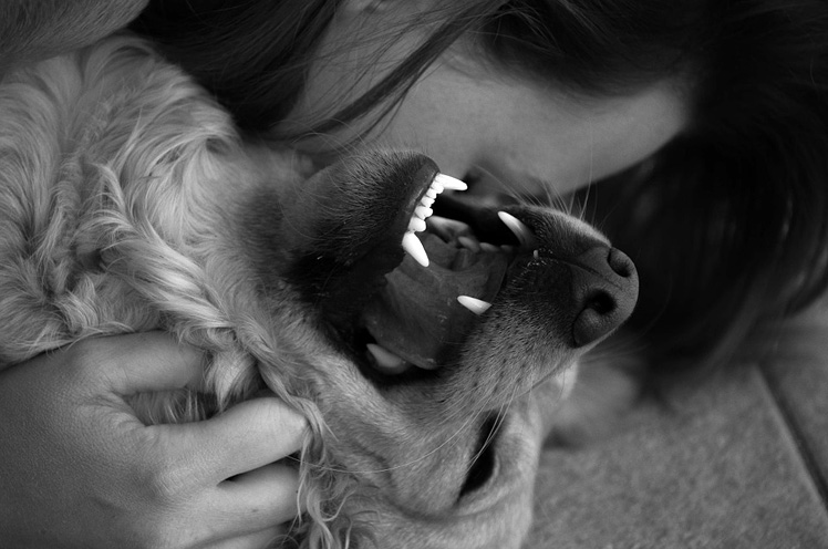 Il desiderio relazionale nel cane