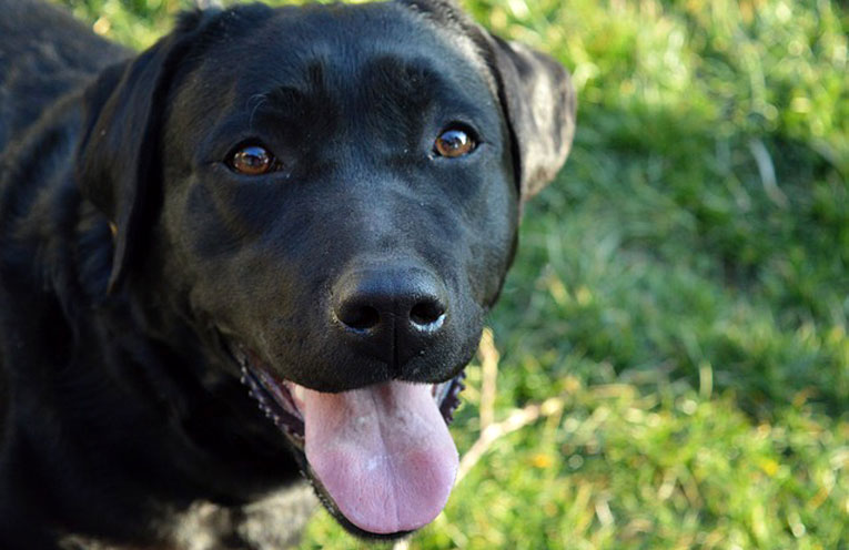 Il comportamento sociale nel cane
