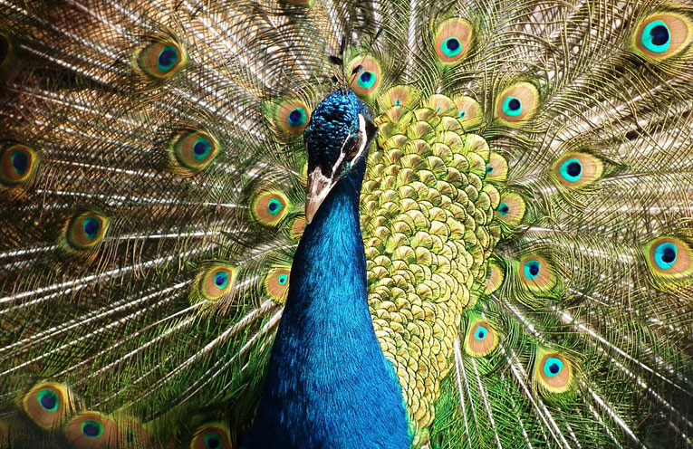 L'estetica negli animali