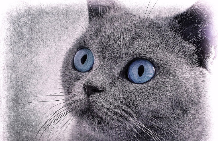 gatto fumetto