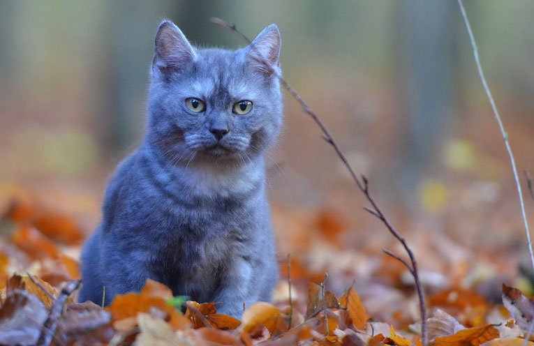 i sensi del gatto