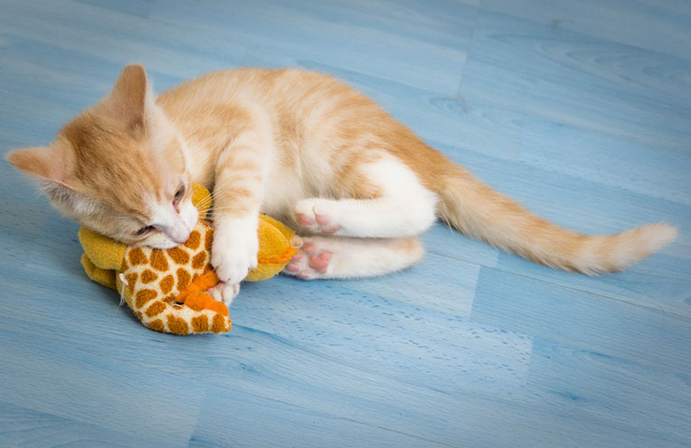 Il-gatto-e-il-gioco