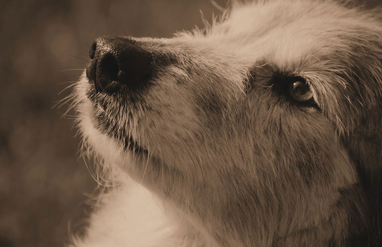Cane Fido aspetta padrone