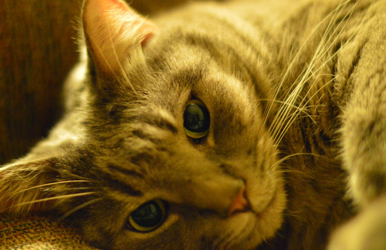 sensi gatto