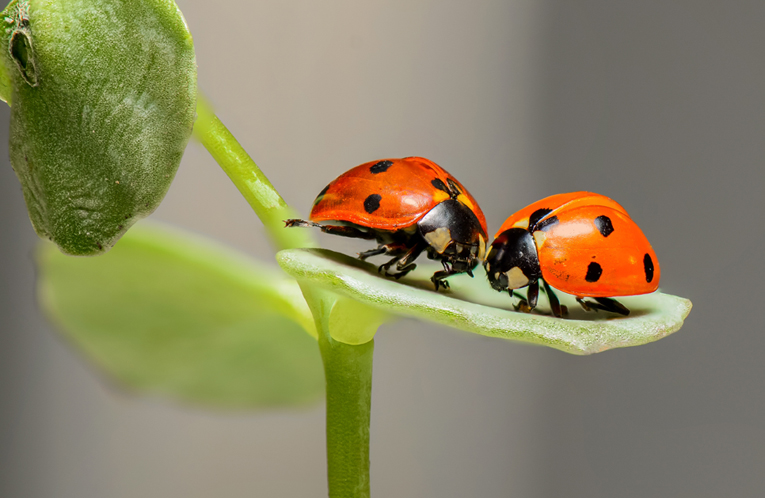 Perchè scompaiono gli insetti?
