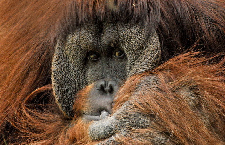 Orangutan