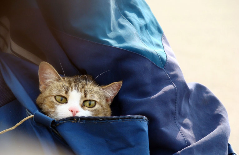 gatto-migrante