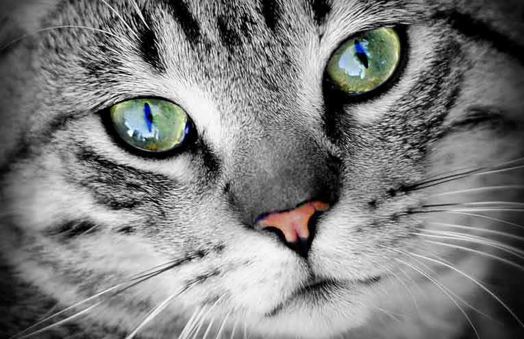 Gatto poema primo piano