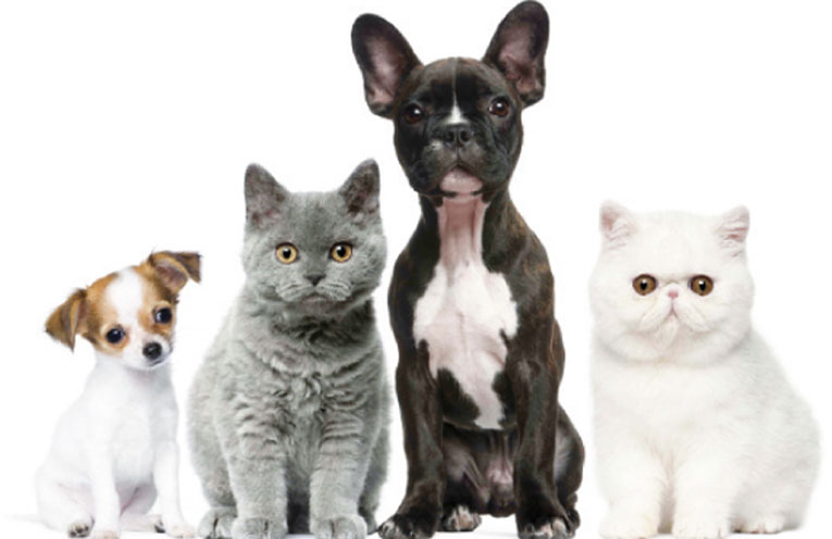 Cane e gatto amici nemici