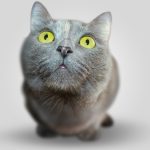 gatto
