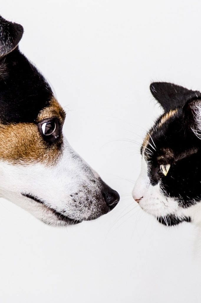 gatto e cane