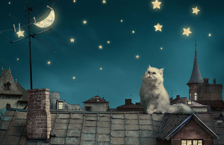 C'era una volta il gatto