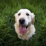 cane