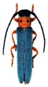 Oberea oculata