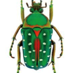 Stephanorrhina guttata