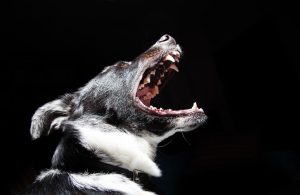 cane bocca aperta