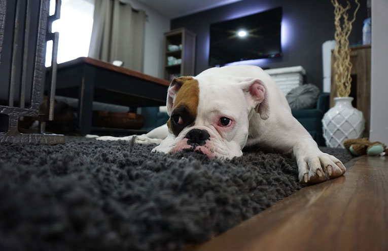 boxer