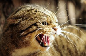 gatto denti 