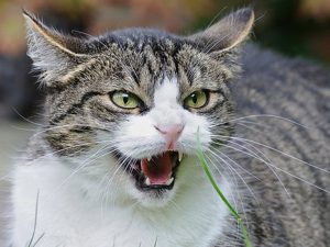 gatto arrabbiato
