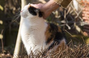 gatto coccole