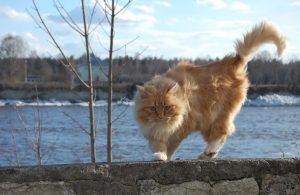 gatto coda alzata
