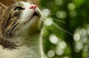 gatto primo piano 