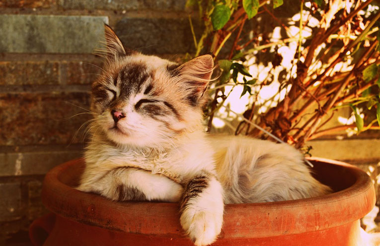 gatto rilassato