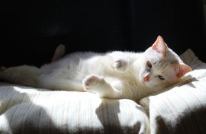 gatto steso 