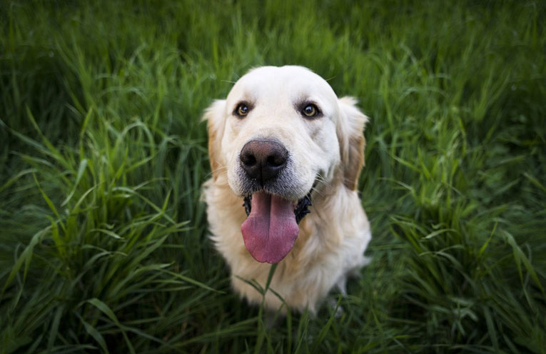 apprendimento cane