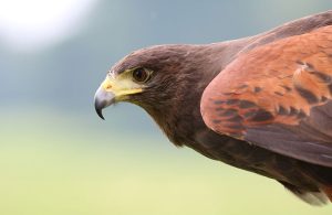 aquila