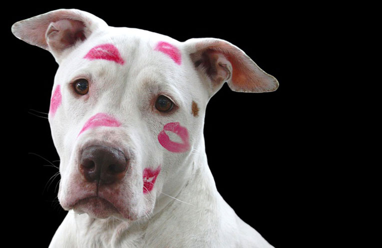 cane love
