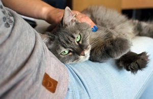 carezze gatto