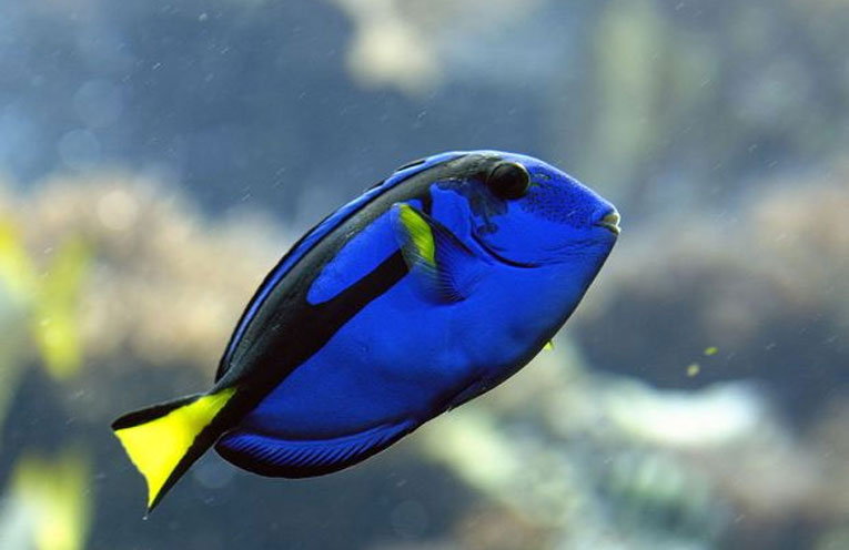 dory