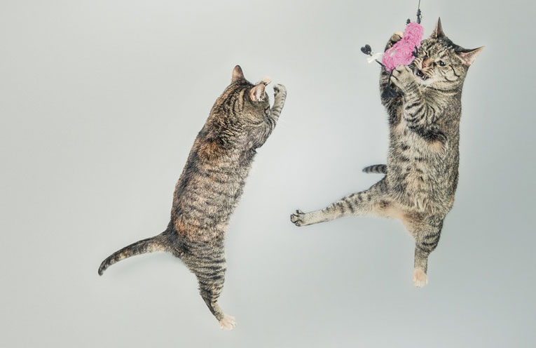 gatti che giocano