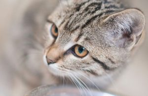 gatto ciotola 