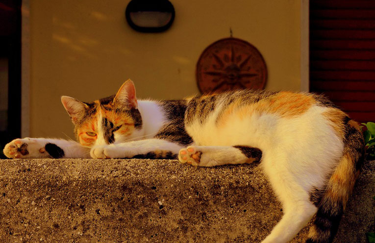 gatto noia
