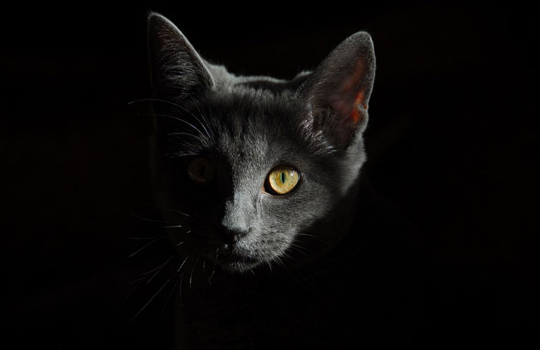 gatto come individuo